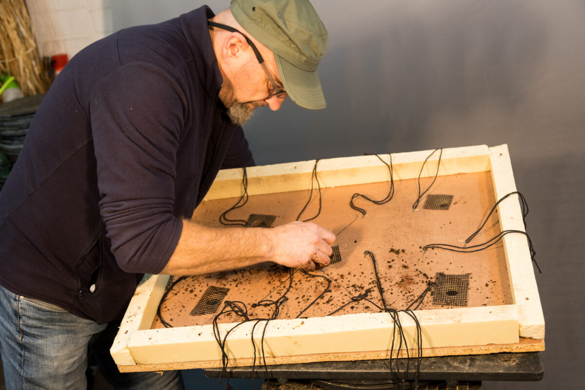 Voorbeeldartikel Veelstammig Bos Samenstellen Bonsai Vlaanderen